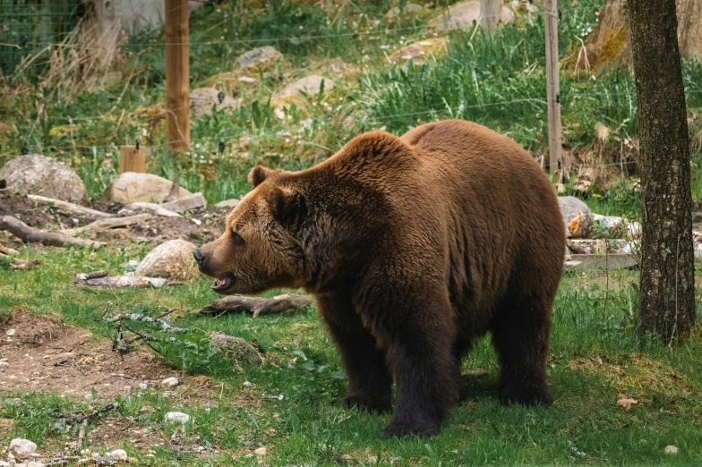 a brown bear standing in the grass near some trees