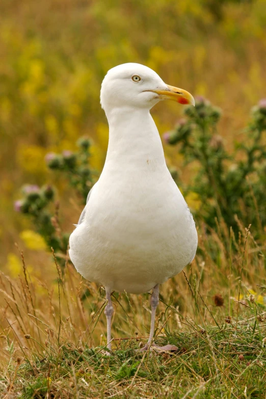 a white bird standing on the ground next to some grass