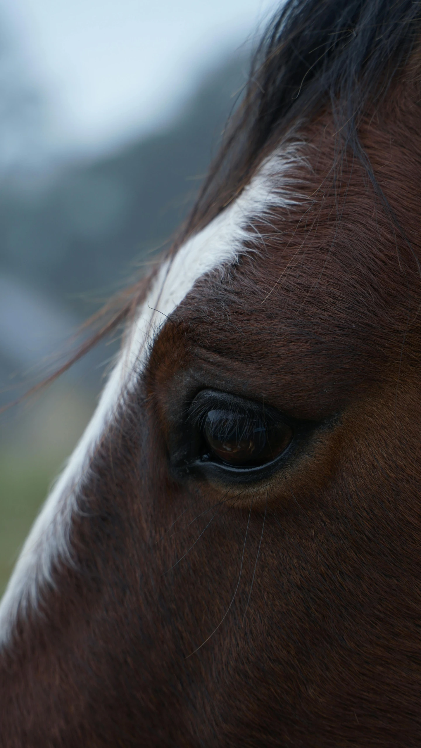 a horse's eye is on the ground with trees in the background