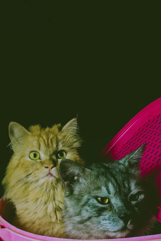 two very cute cats laying inside a plastic container