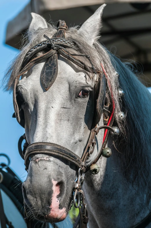 a horse is shown that has been tied to a carriage