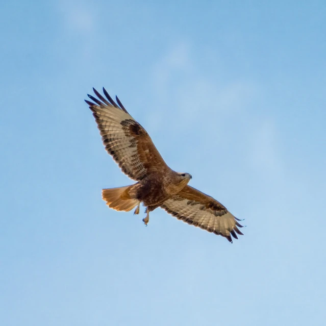 a very big pretty bird flying through the air