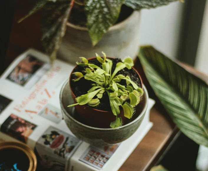 there is a potted plant on the table with pos