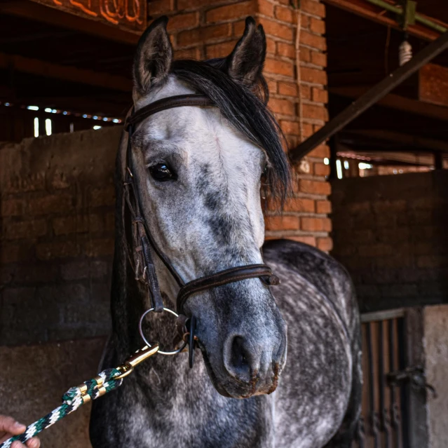 a large white horse standing in front of a brick building