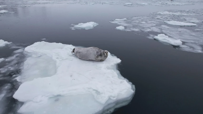 an animal lying on the edge of an ice floet