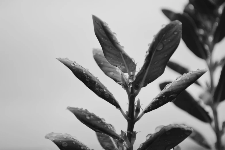 a small bush with leafy greens and rain drops