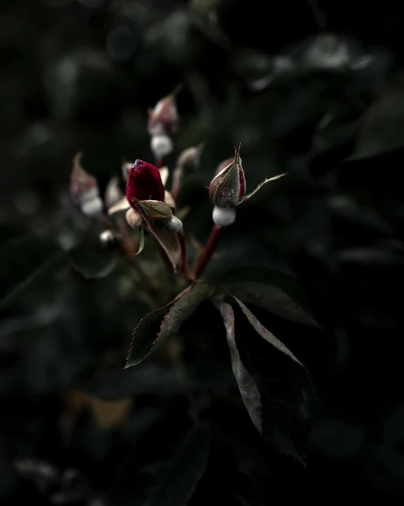 a single flower in the dark with leaves around