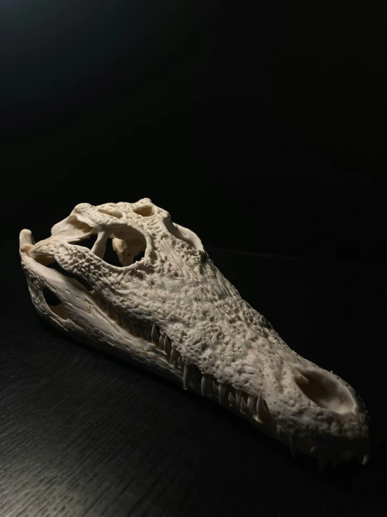 a crocodile's foot resting on a table in the dark