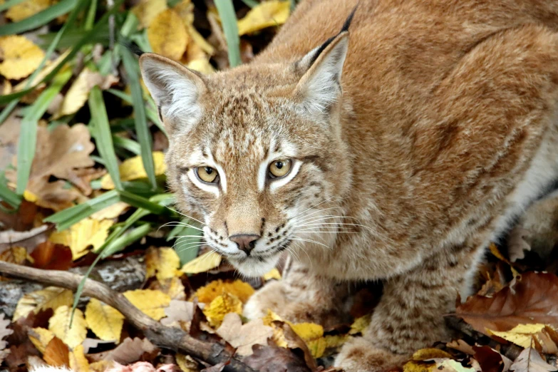 a close up of a small cat on some leaves