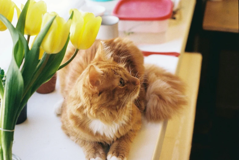 a cat sitting on top of a table next to yellow flowers