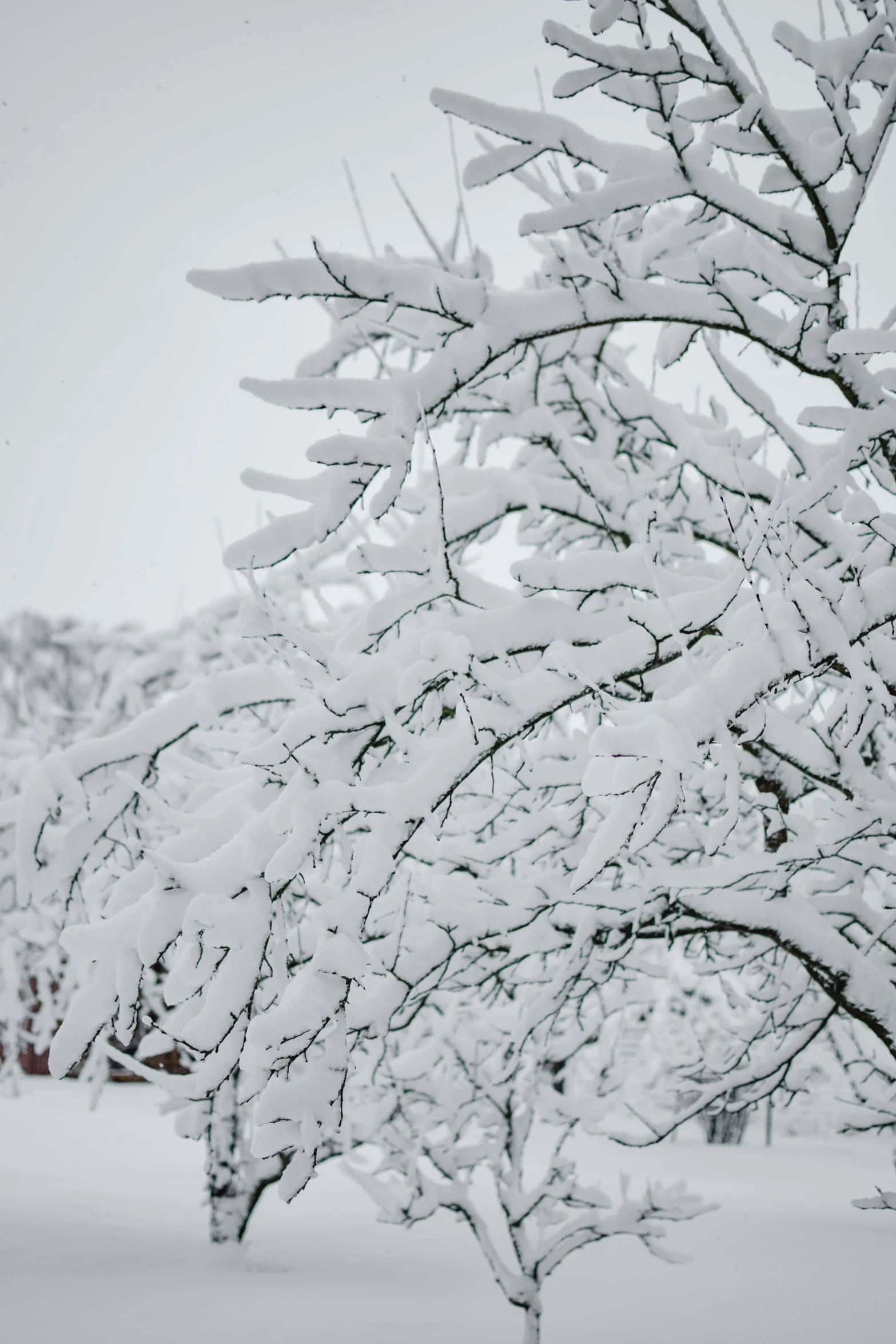 a snow covered tree with leaves and nches