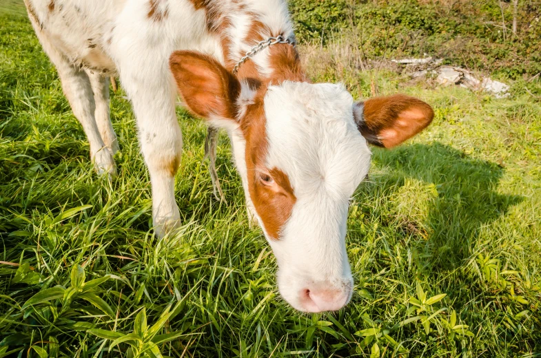 the brown and white cow is eating some grass