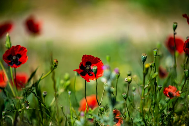 there are red flowers in the grass and a bug is on it