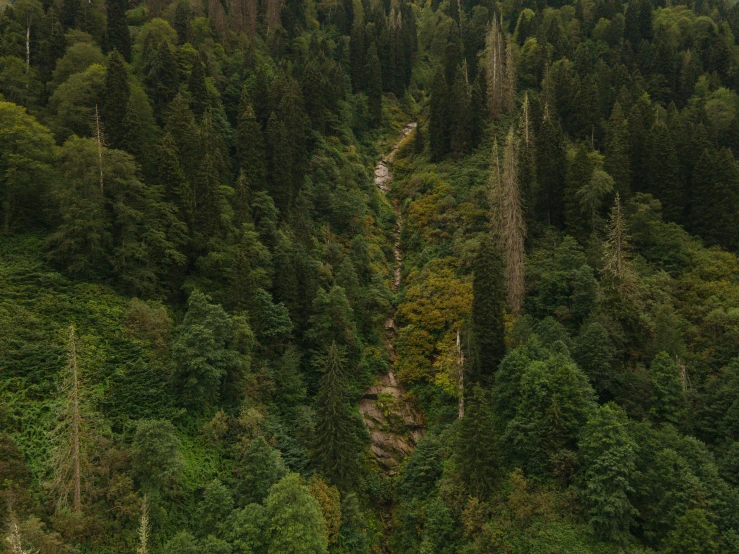 trees are in the distance near a forest