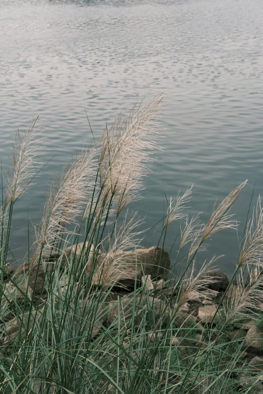 a bunch of tall grass next to water