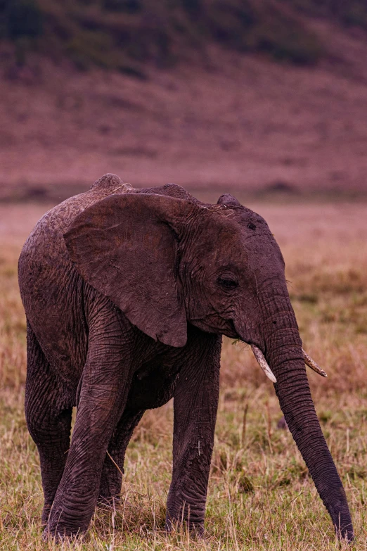 a single elephant walking across a lush green field