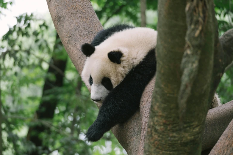 a panda cub in a tree, sleeping