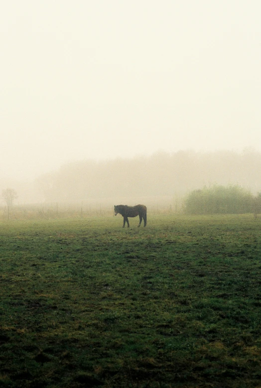 a lone cow standing on a lush green field