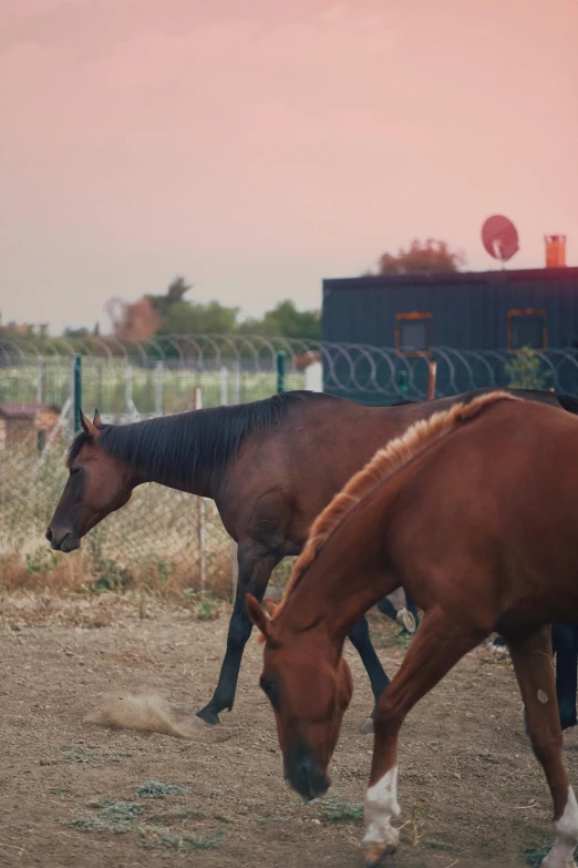 a pair of brown horses on dirt ground