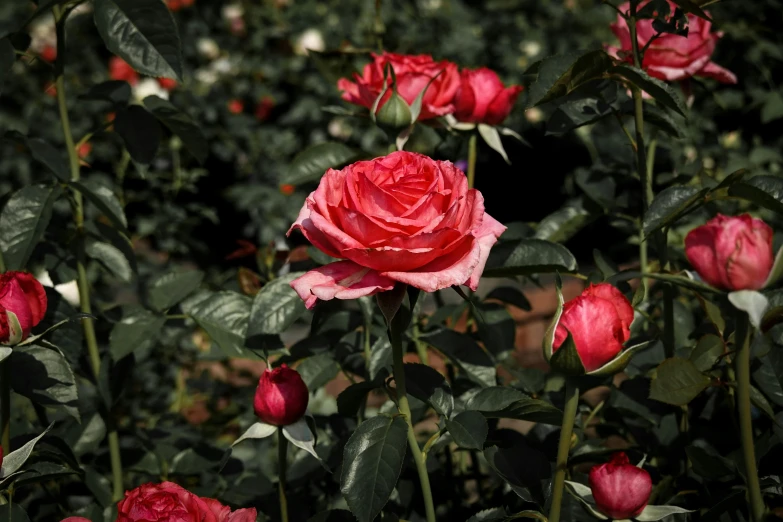 an image of flowers that are in the ground