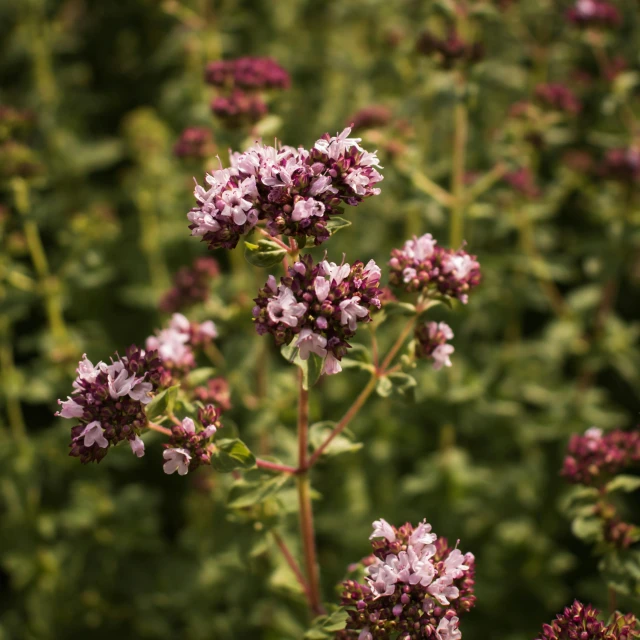 a flower that is sitting in the middle of a field