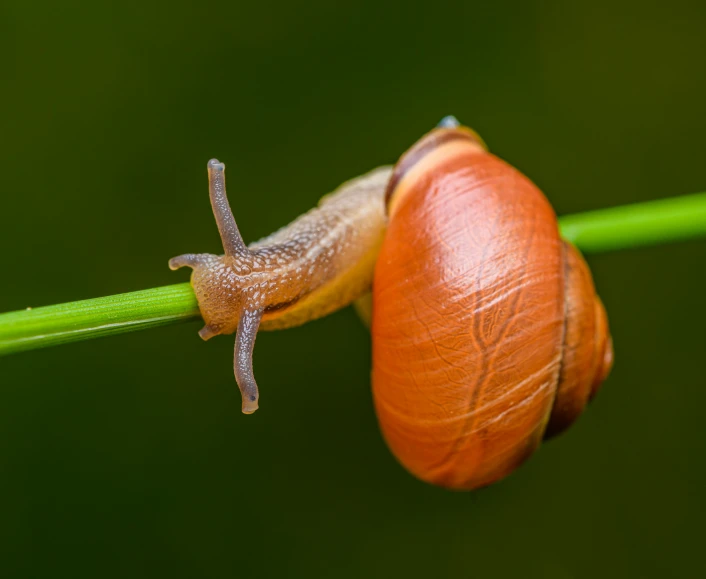 a snail with the long tail crawling on top of a green stem