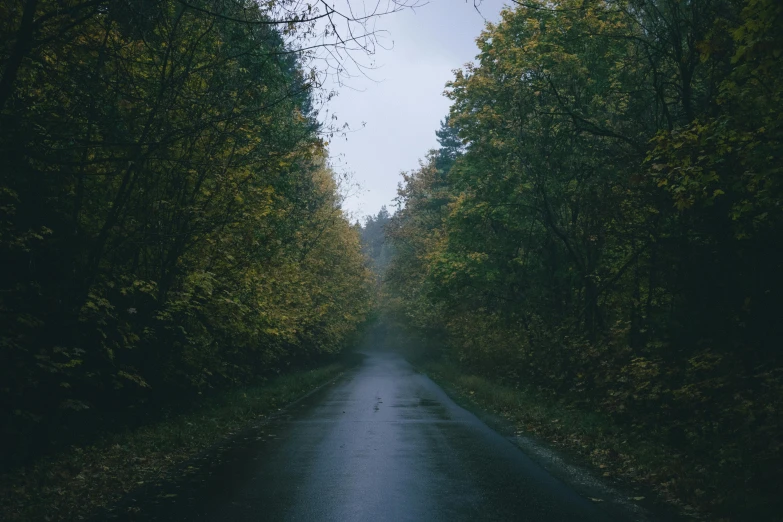 an empty road in the middle of some trees