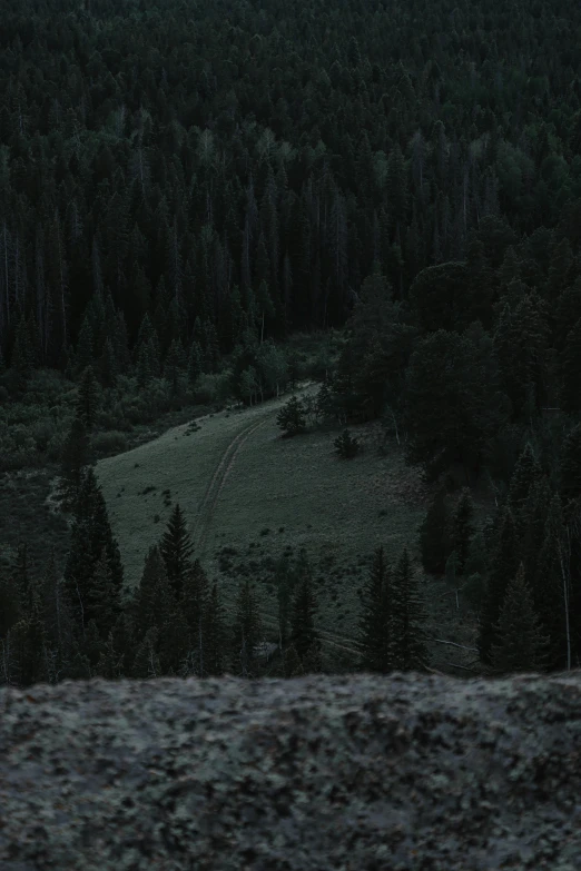 a full view of some trees and dirt