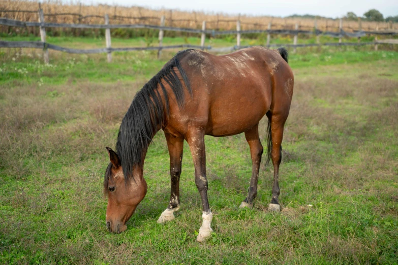 a horse grazes in the green grass in an open field