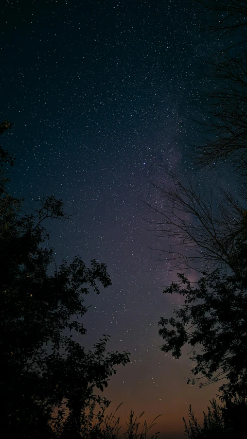 the night sky with the stars above trees