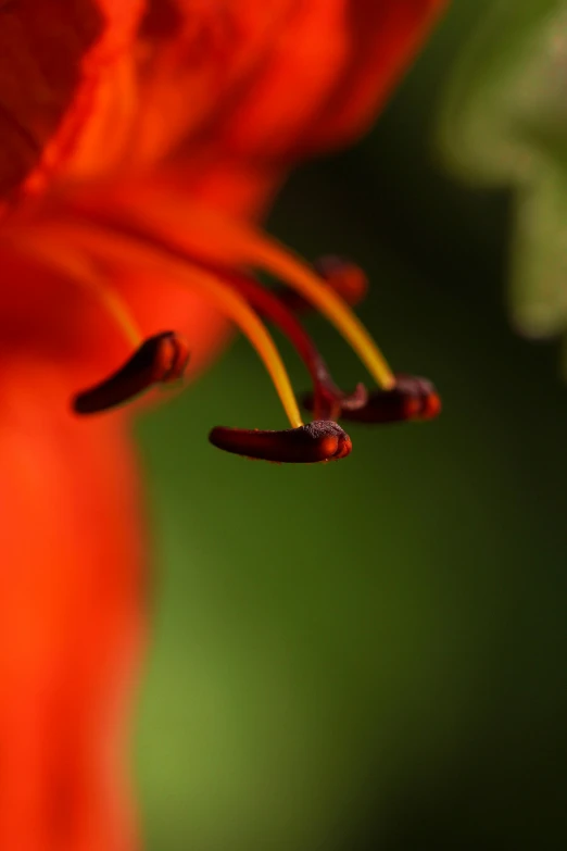 a single yellow line of light hangs down on a red flower