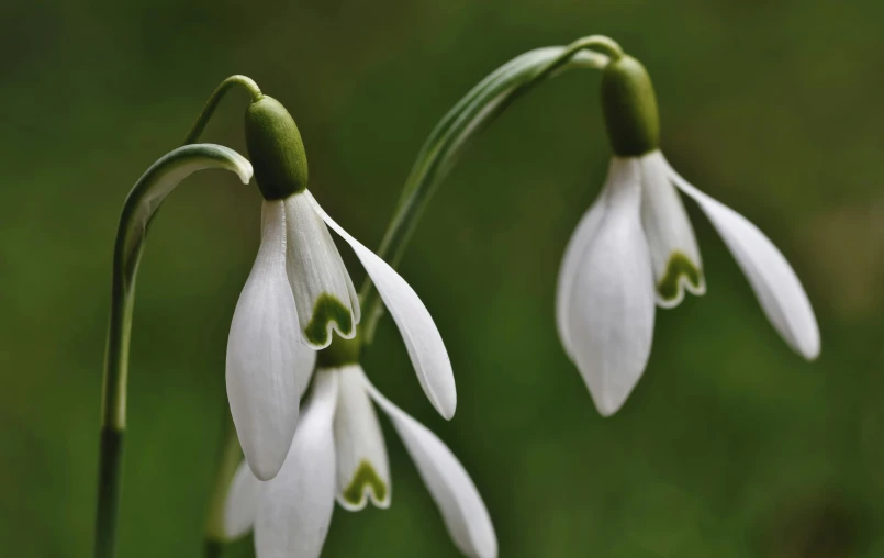 white flowers with small buds and long stems