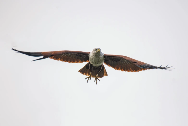 bird with outstretched wings flying across a white sky