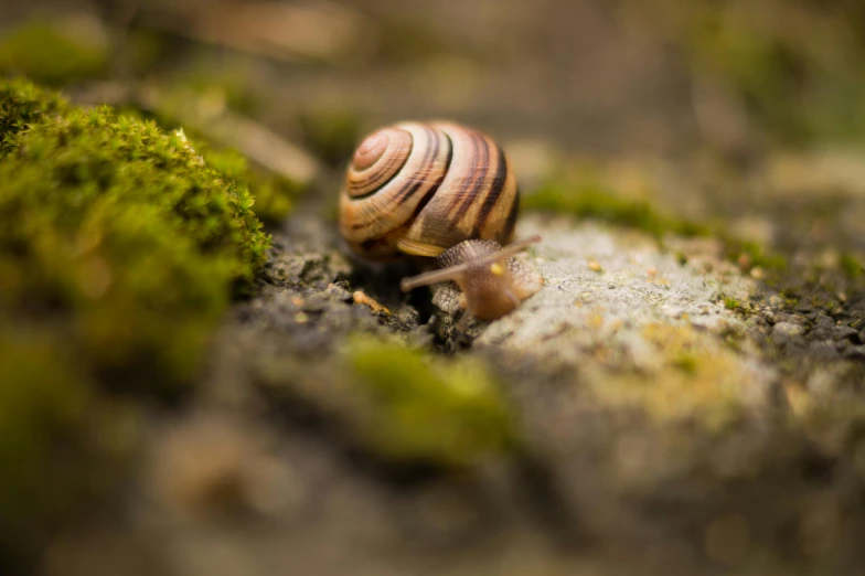 a snail with two layers and curled up legs crawling on mossy ground