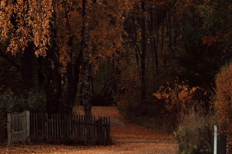 the foliage is turning yellow in the fall