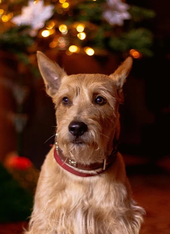 a gy, tan dog is sitting on a wood floor