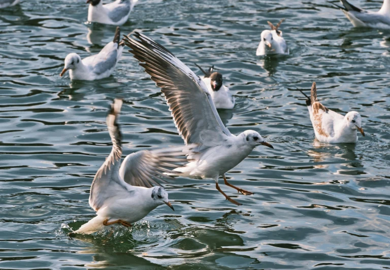 the many birds are wading in the water together