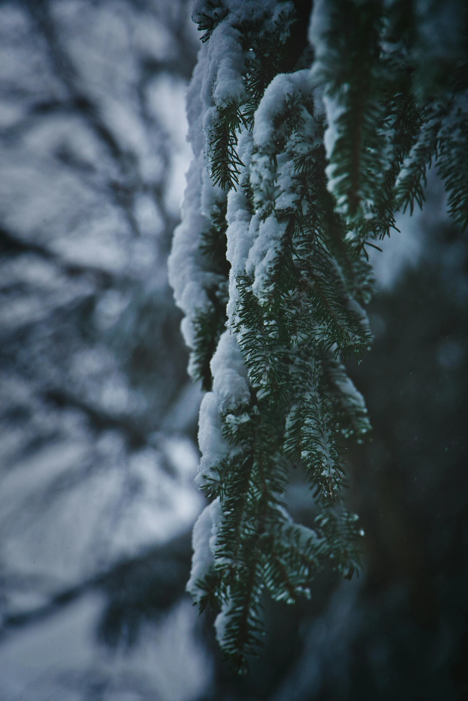 some nches of a pine in a snowy park