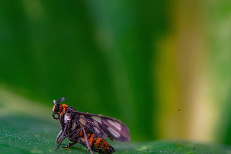 a very cute orange and black bug on some green grass