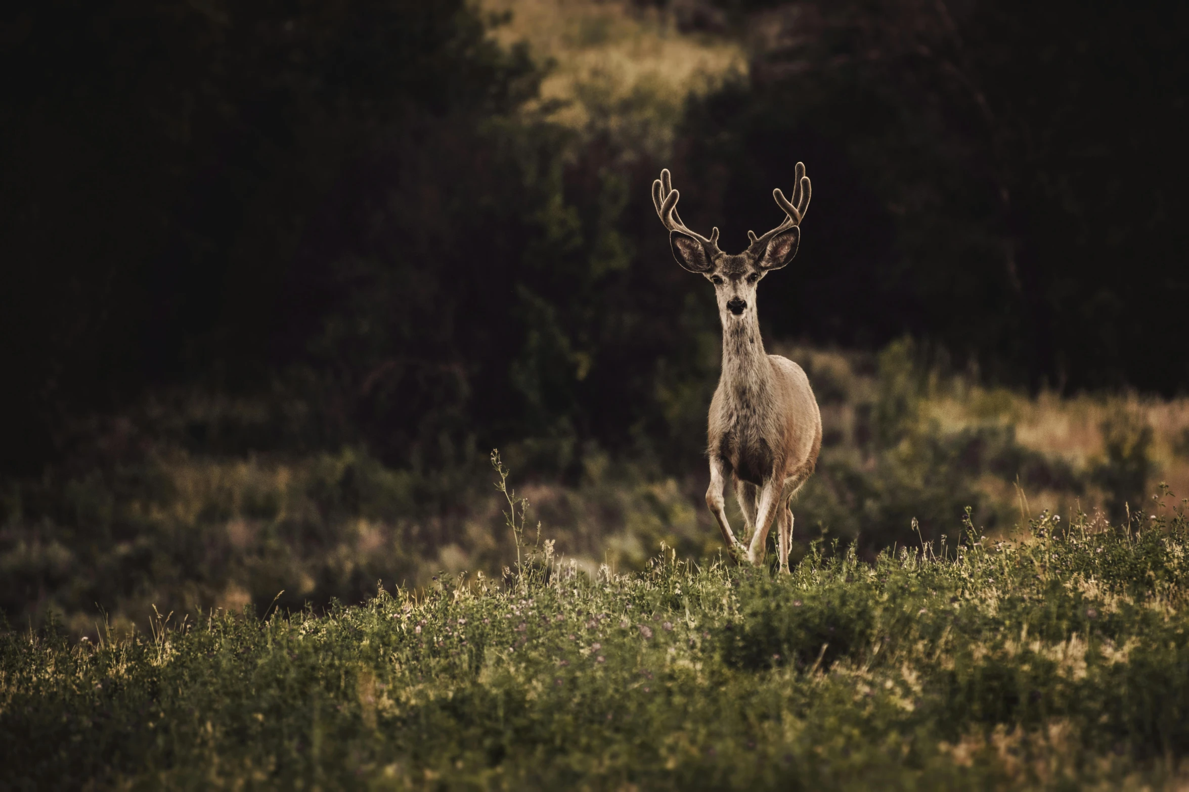 a large buck stands alone in the wilderness