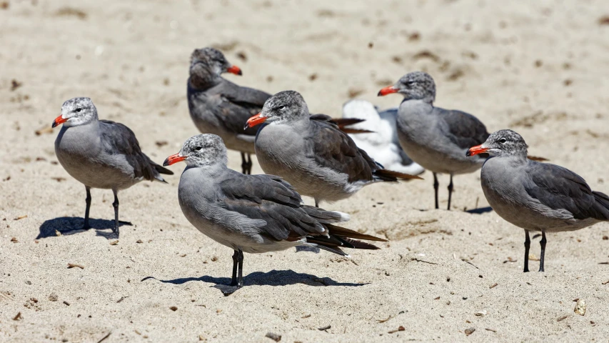 a group of birds standing in the sand on the beach