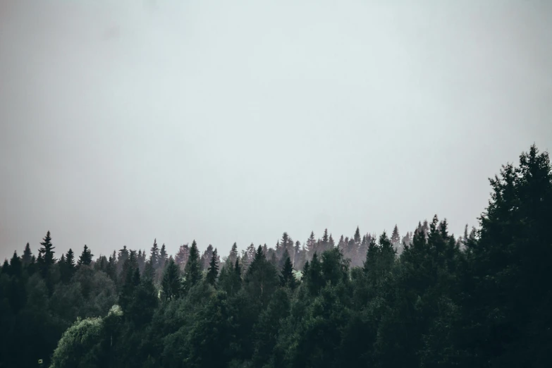 an airplane flying above a forest on a foggy day