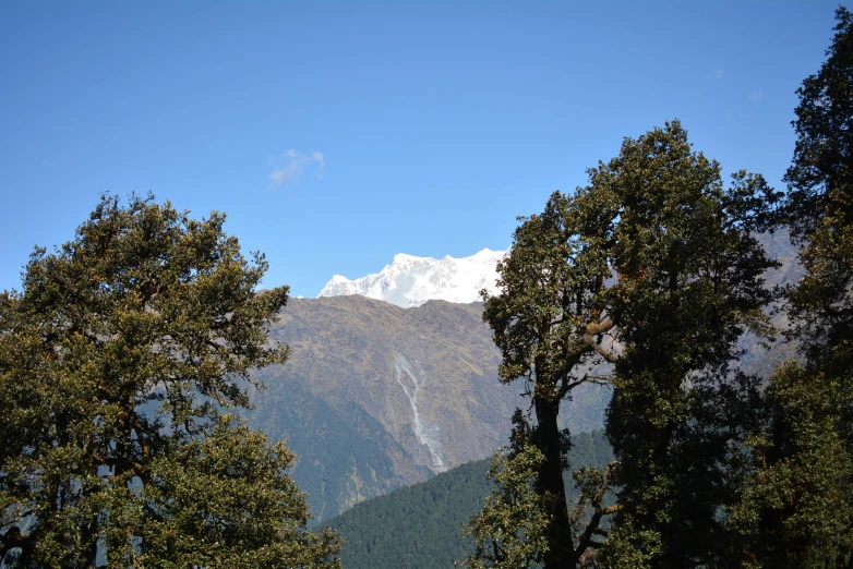 trees frame mountains against a blue sky with a plane in the distance