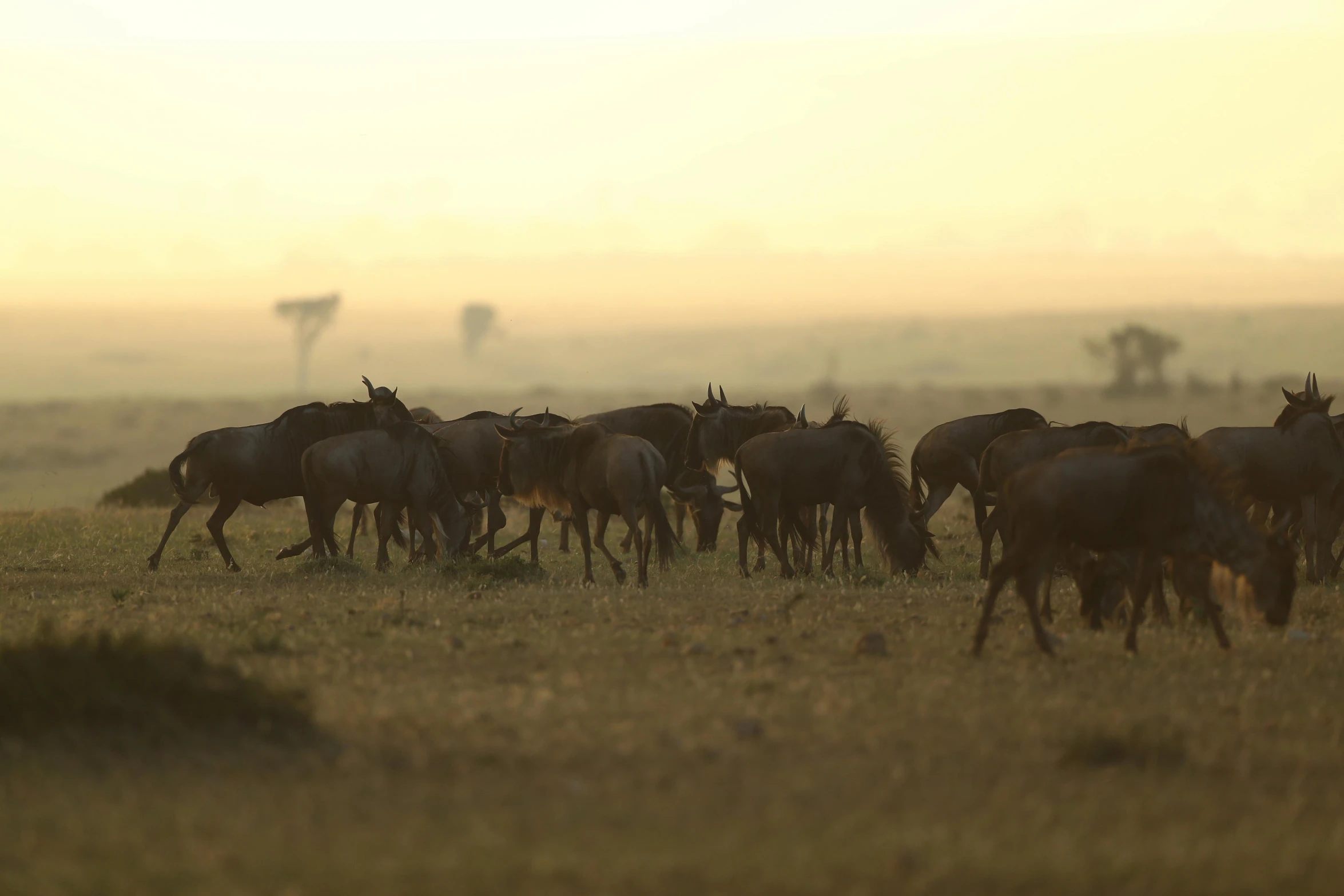 there is a small herd of cattle that are running across the field