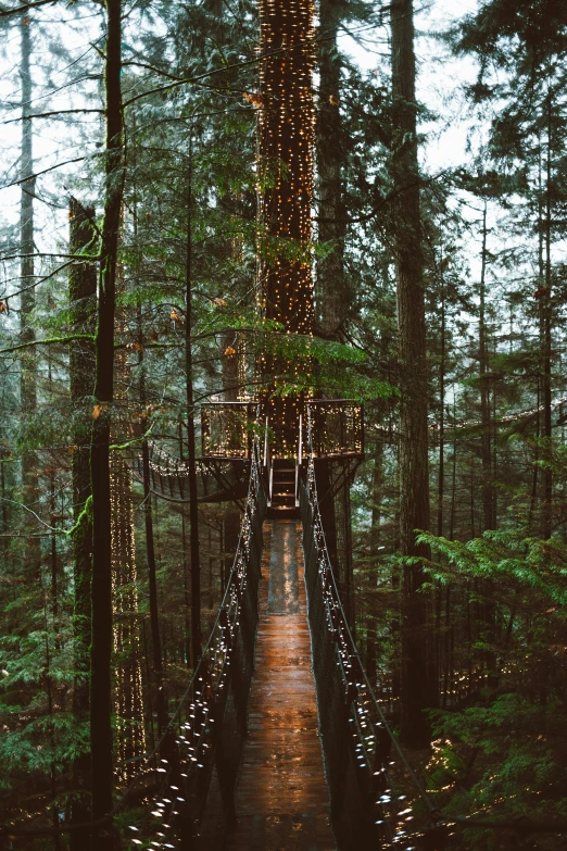 the bridge is constructed of hanging strings, which hang from the trees