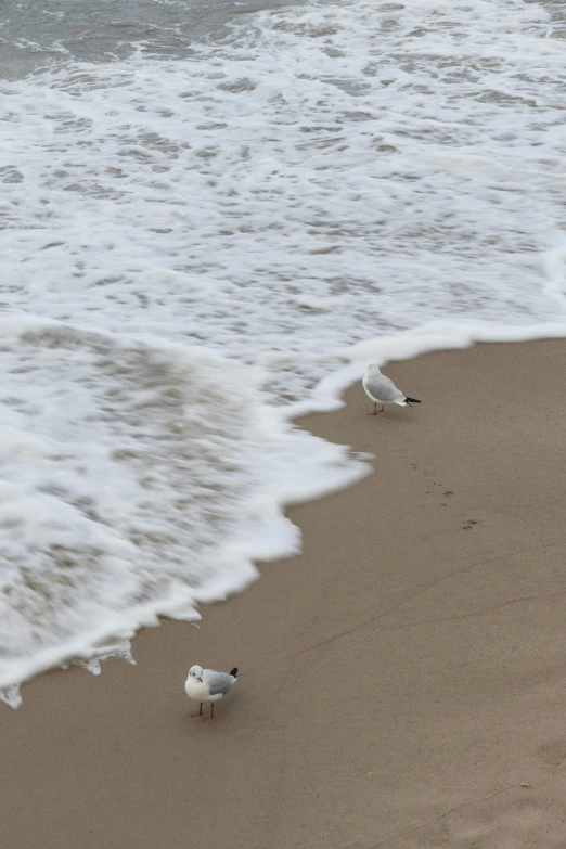 a couple of seagulls walking on the beach near the ocean