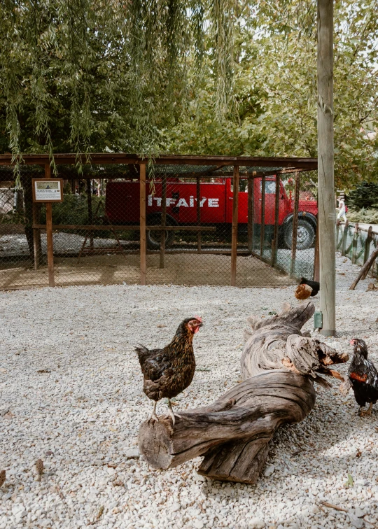 a couple of chickens standing in the dirt