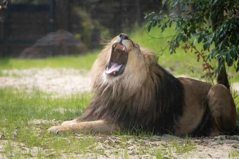 an animal yawning and sitting in the middle of the grass