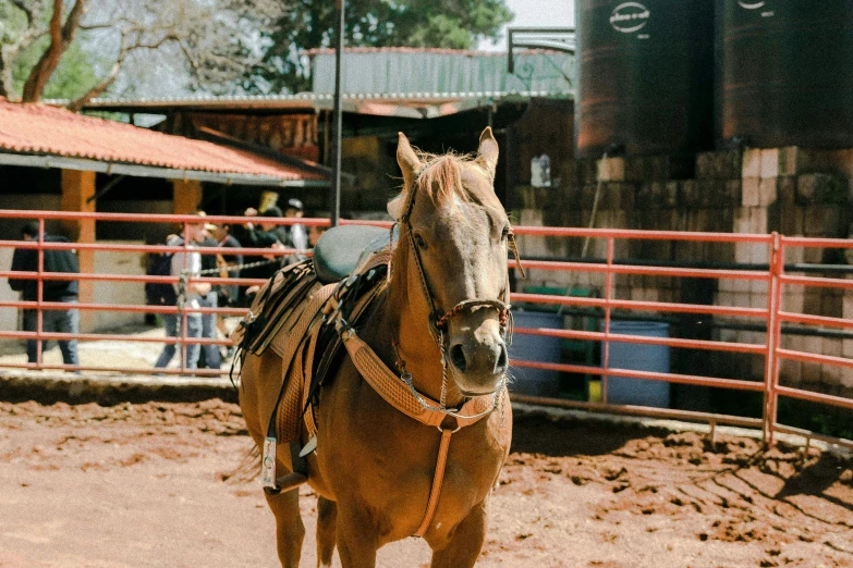 a brown horse in dirt area next to fence and people walking