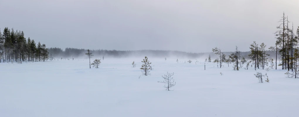 a snowy landscape with several small trees on the ground